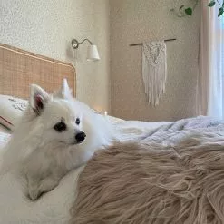 Beliani Tekotalja Beige MUNGO -Ruokapöydät Myyntikauppa undef src sa picid 844619 type whitesh image scaled